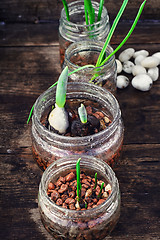 Image showing Spring sprouts in jars