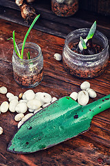 Image showing Spring sprouts in jars