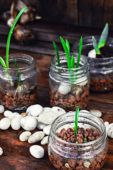 Image showing Spring sprouts in jars