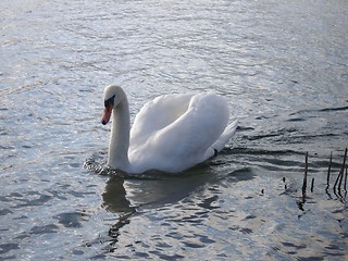 Image showing swan