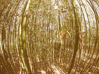 Image showing Retro looking Bamboo tree