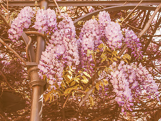 Image showing Retro looking Wisteria