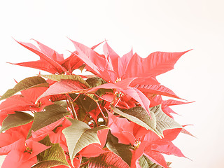 Image showing Retro looking Poinsettia Christmas star