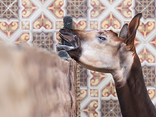 Image showing Close-up of an okapi