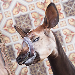 Image showing Close-up of an okapi