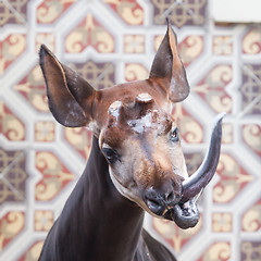 Image showing Close-up of an okapi