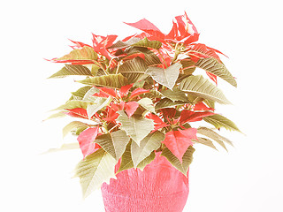 Image showing Retro looking Poinsettia