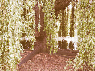 Image showing Retro looking Weeping Willow