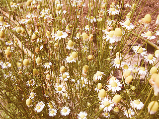 Image showing Retro looking Chamomile picture