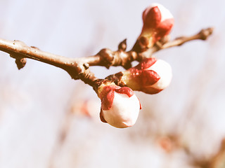 Image showing Retro looking Peach tree flower