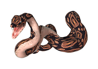 Image showing Ball Python on White