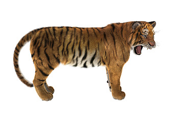 Image showing Big Cat Tiger