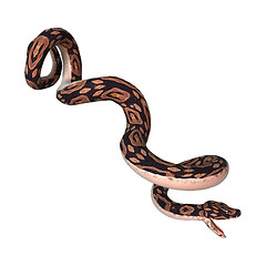 Image showing Ball Python on White