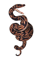 Image showing Ball Python on White