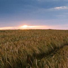 Image showing Evening landscape in summer