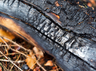 Image showing Charred wood 