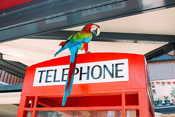 Image showing Parrot on phone booth in a cafe