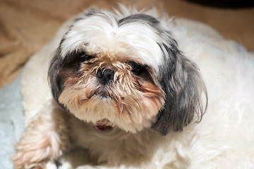 Image showing Shih Tzu dog with dirty face