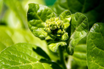 Image showing close up of tobacco plant bud