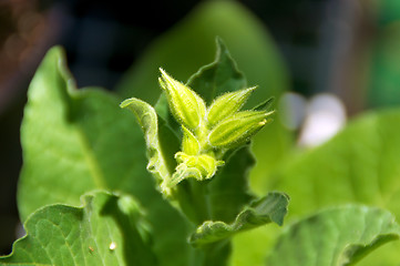 Image showing Tobacco plant flower buds