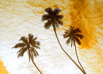 Image showing Palm trees and sky