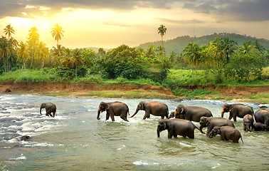 Image showing Elephants in river