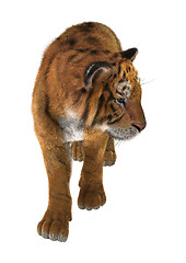 Image showing Big Cat Tiger