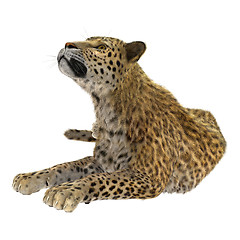 Image showing Big Cat Leopard