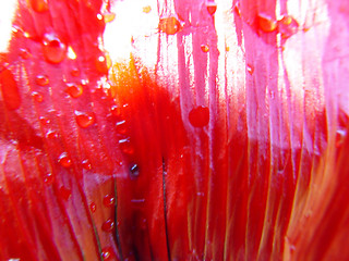 Image showing poppy leaf