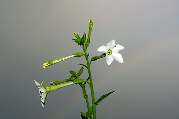 Image showing jasmine tobacco flowers against sky