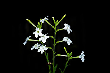 Image showing Persian tobacco flowers in bloom