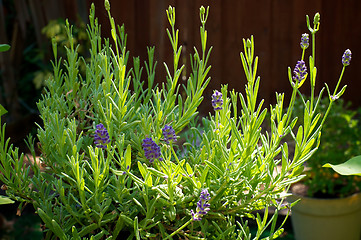 Image showing Purple lavender plant in bloom