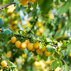 Image showing Yellow fruits on a tree