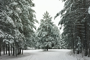 Image showing Winter landscape with snow covered trees