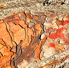 Image showing barck in the abstract close up of a tree color and texture