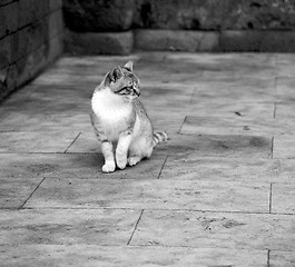 Image showing alone cat in africa morocco and house background
