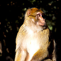 Image showing old monkey in africa morocco and natural background fauna close 