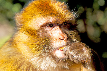 Image showing bush monkey i  natural background fauna  