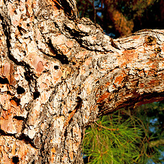 Image showing barck in the abstract close up of a tree color and texture