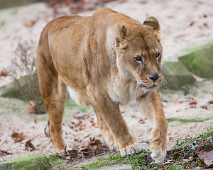 Image showing Lion on alert