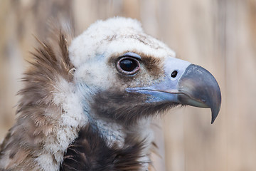 Image showing Face portrait of a Cinereous Vulture (Aegypius monachus)