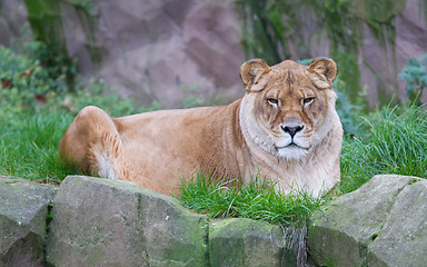 Image showing Lion resting in the green grass 