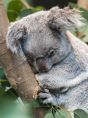 Image showing Close-up of a koala bear