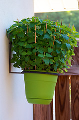 Image showing catnip plant in hanging pot