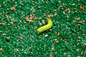 Image showing horned tomato worm