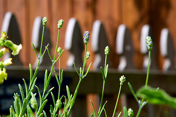 Image showing row of small lavender flowers