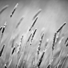 Image showing Breeze through the reeds