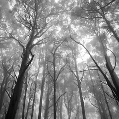 Image showing Mystical forest 