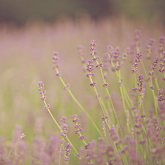 Image showing Spring Flowers