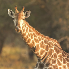 Image showing Giraffe view